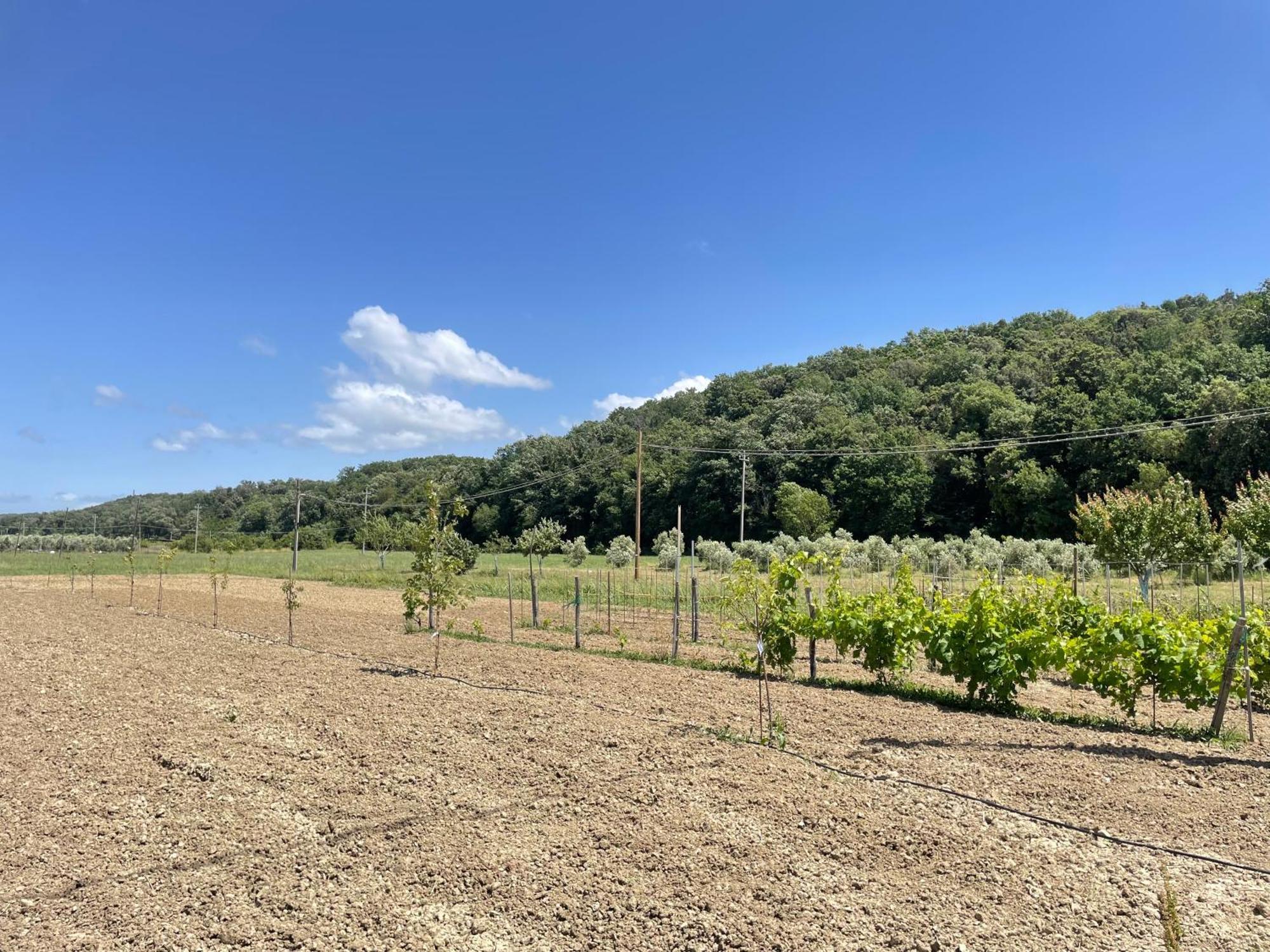 Il Leccio Agriturismo Fiorino Exterior foto
