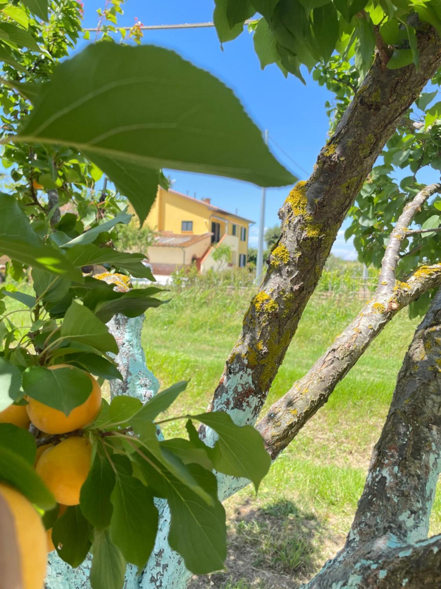 Il Leccio Agriturismo Fiorino Exterior foto