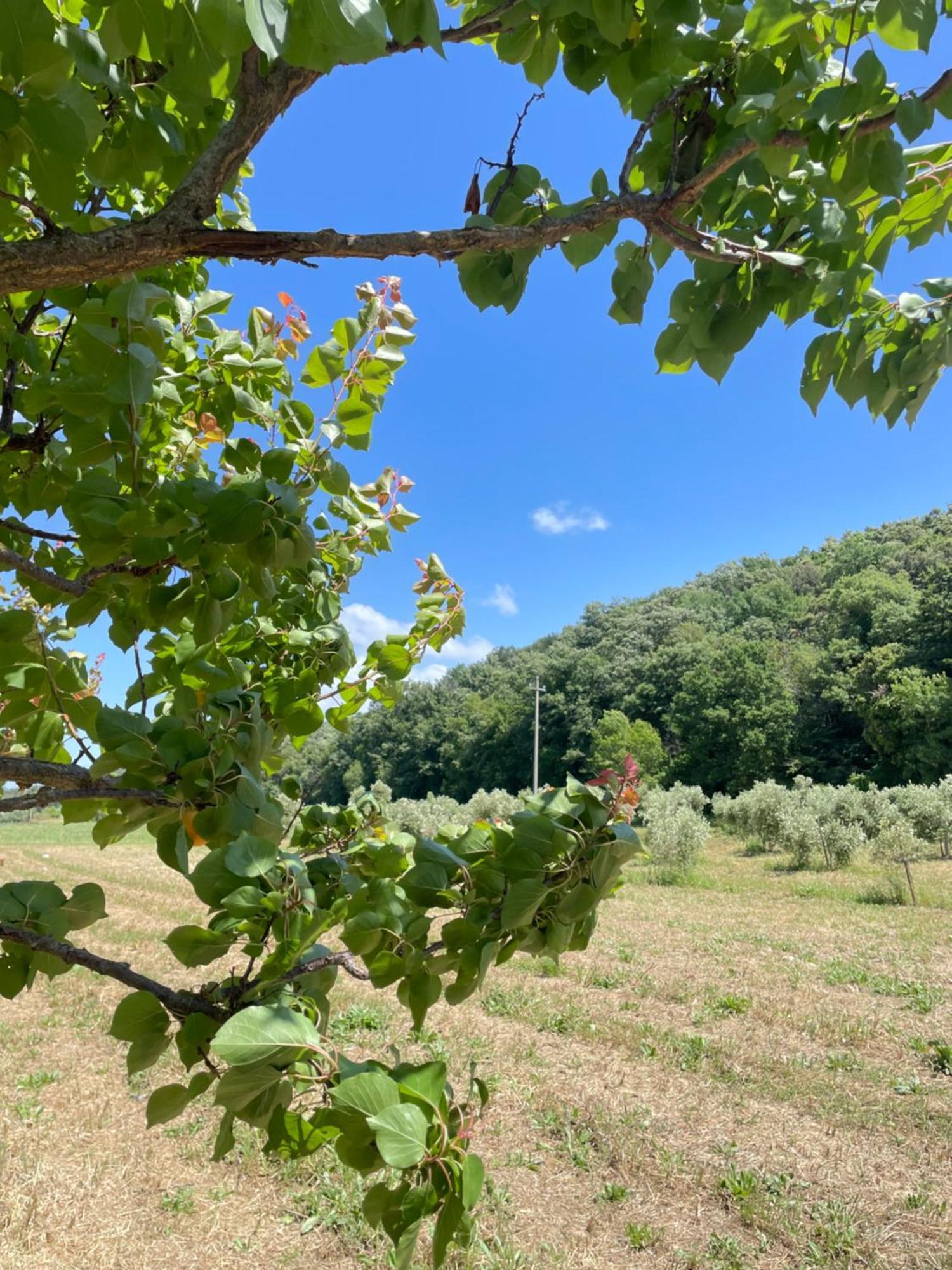 Il Leccio Agriturismo Fiorino Exterior foto