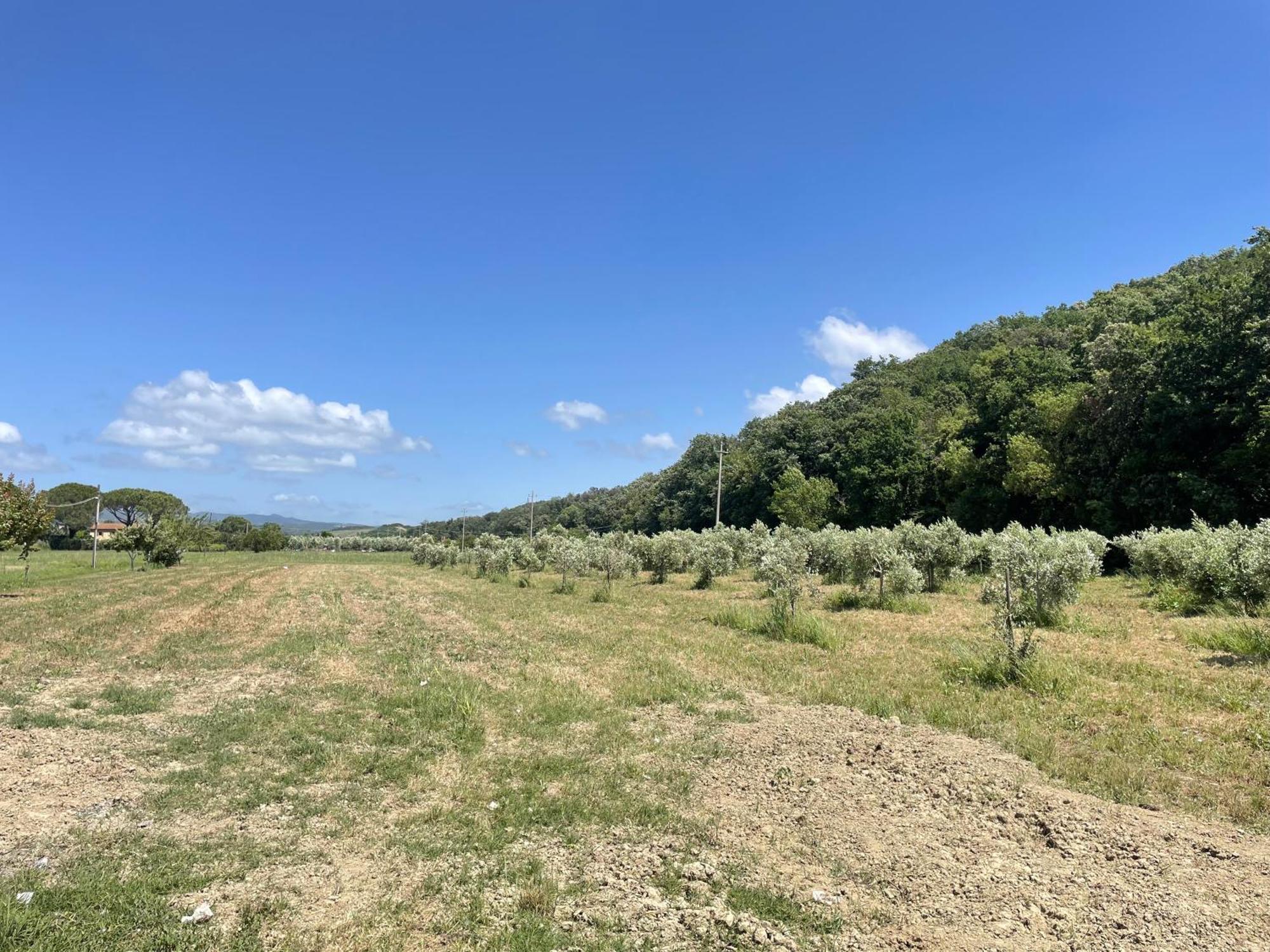 Il Leccio Agriturismo Fiorino Exterior foto